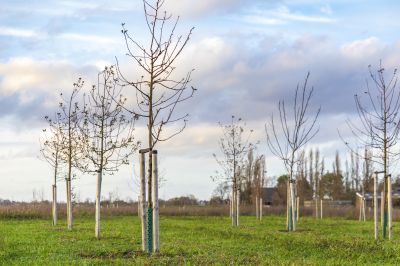 Apple Tree Planting in Ventura County, CA